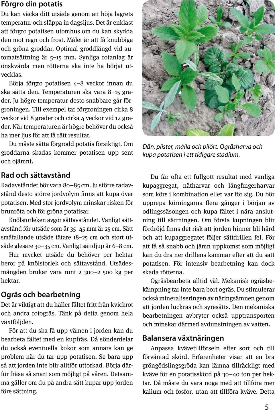 Börja förgro potatisen 4 8 veckor innan du ska sätta den. Temperaturen ska vara 8 15 grader. Ju högre temperatur desto snabbare går förgroningen.