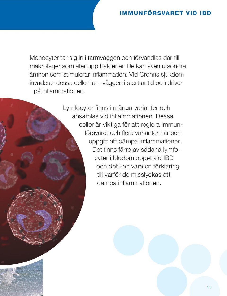 Vid Crohns sjukdom invaderar dessa celler tarmväggen i stort antal och driver på inflammationen.