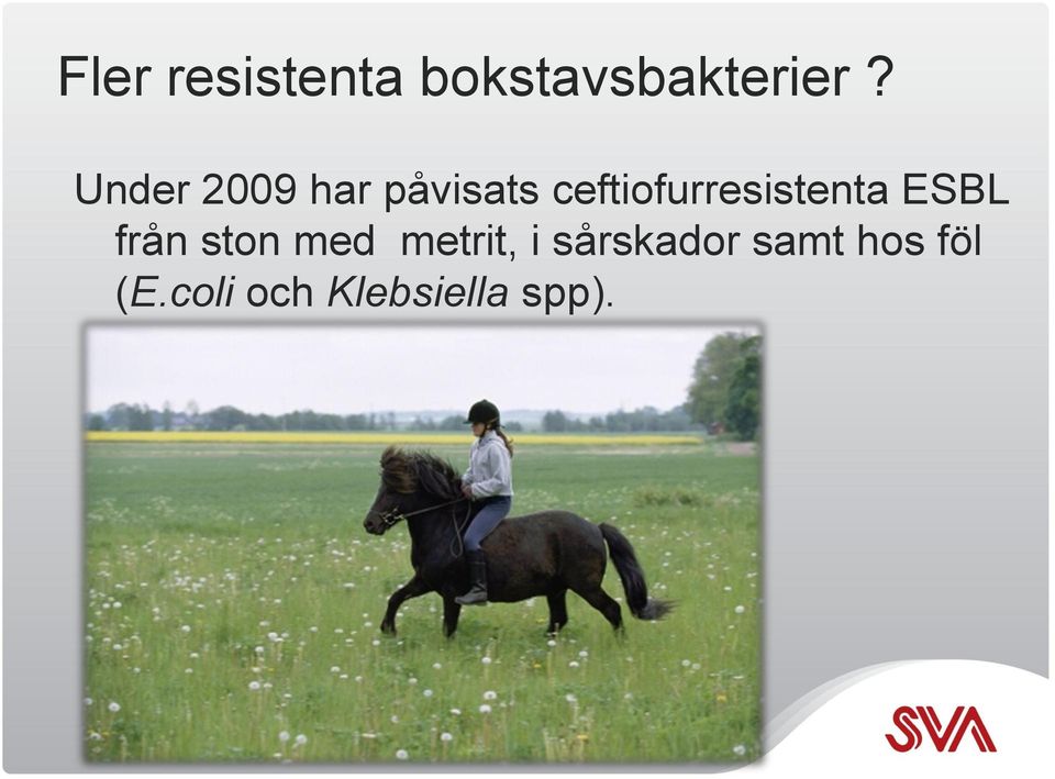 ceftiofurresistenta ESBL från ston med