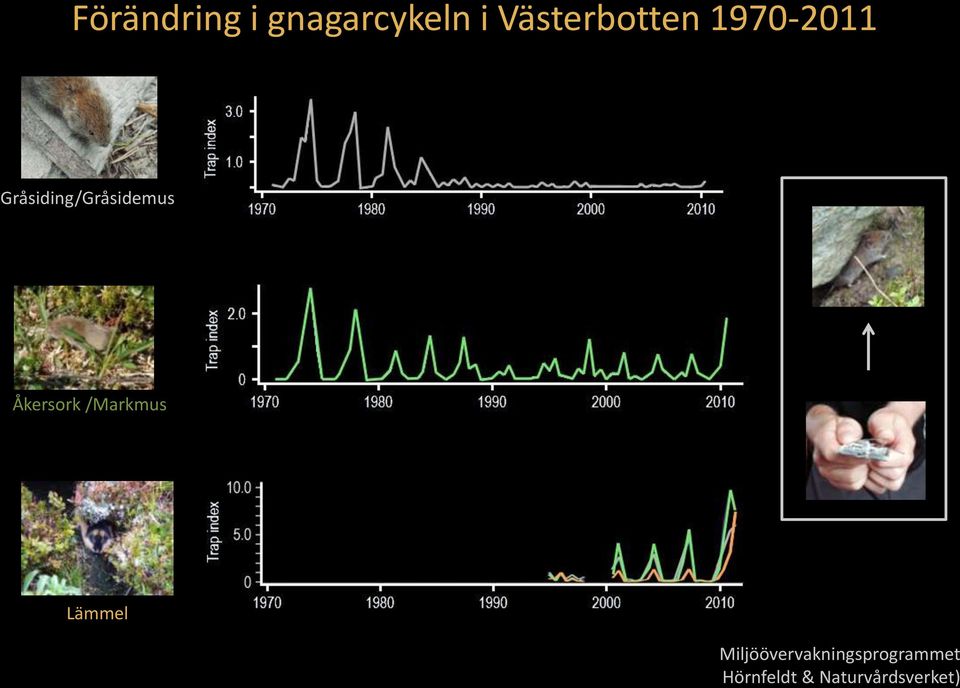 Gråsiding/Gråsidemus Åkersork /Markmus
