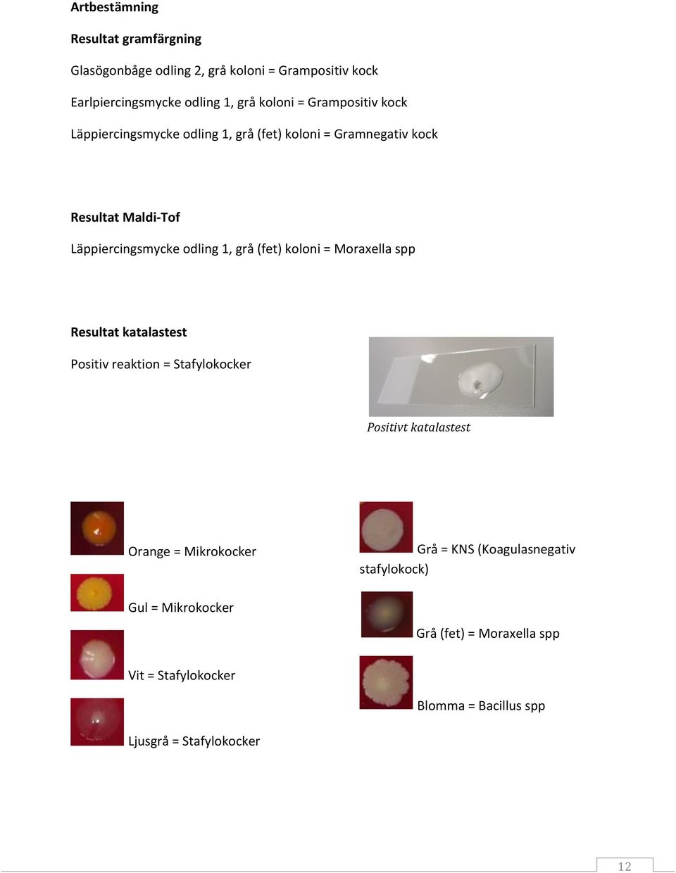 (fet) koloni = Moraxella spp Resultat katalastest Positiv reaktion = Stafylokocker Positivt katalastest Orange = Mikrokocker Grå = KNS