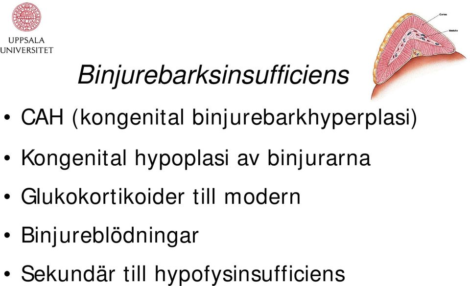 av binjurarna Glukokortikoider till modern