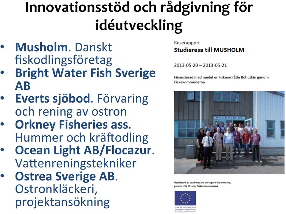 Förvaring och rening av ostron Orkney Fisheries ass.