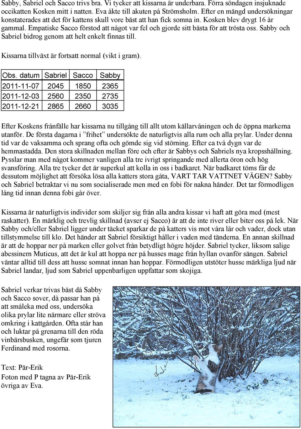 Empatiske Sacco förstod att något var fel och gjorde sitt bästa för att trösta oss. Sabby och Sabriel bidrog genom att helt enkelt finnas till. Kissarna tillväxt är fortsatt normal (vikt i gram). Obs.