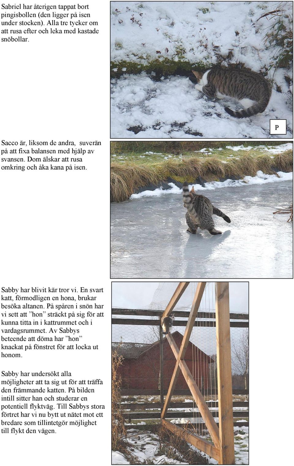 En svart katt, förmodligen en hona, brukar besöka altanen. å spåren i snön har vi sett att hon sträckt på sig för att kunna titta in i kattrummet och i vardagsrummet.