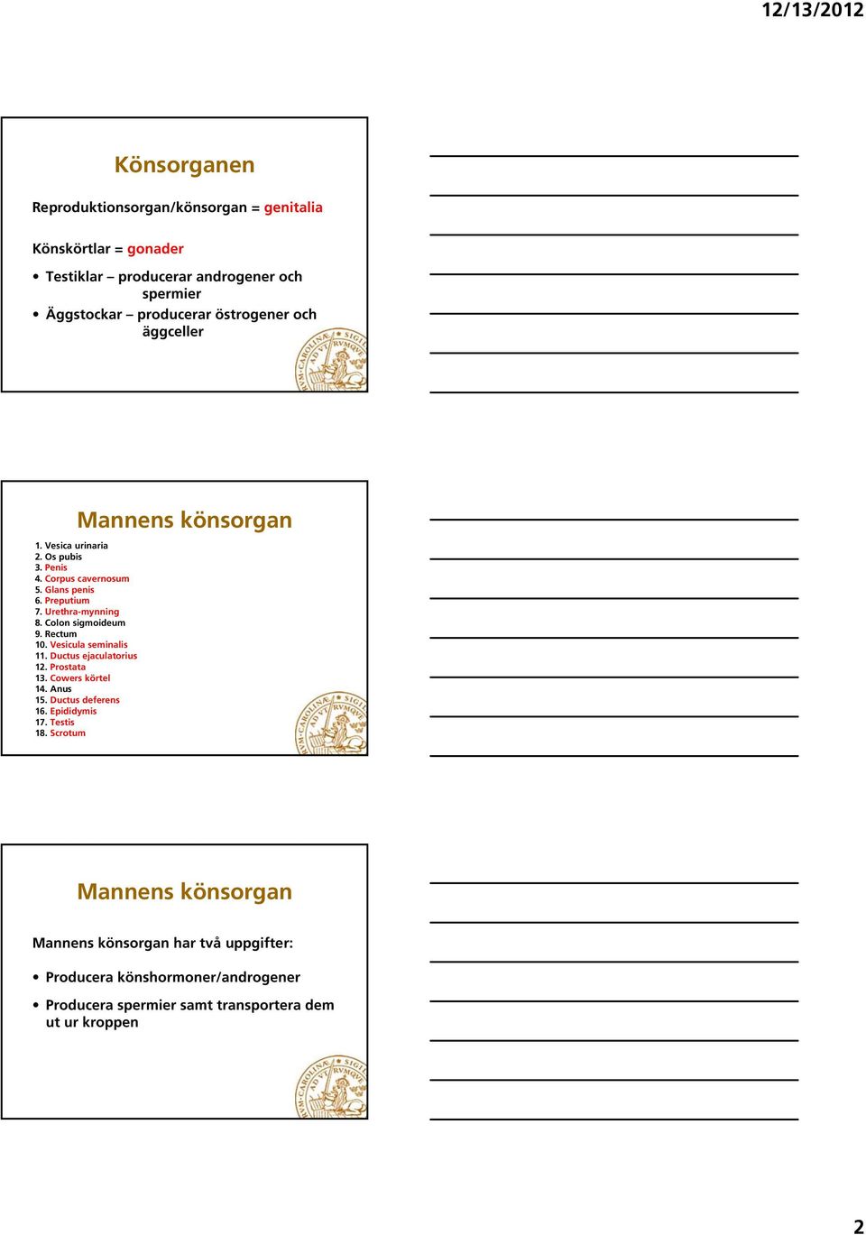 Colon sigmoideum 9. Rectum 10. Vesicula seminalis 11. Ductus ejaculatorius 12. Prostata 13. Cowers körtel 14. Anus 15. Ductus deferens 16. Epididymis 17.