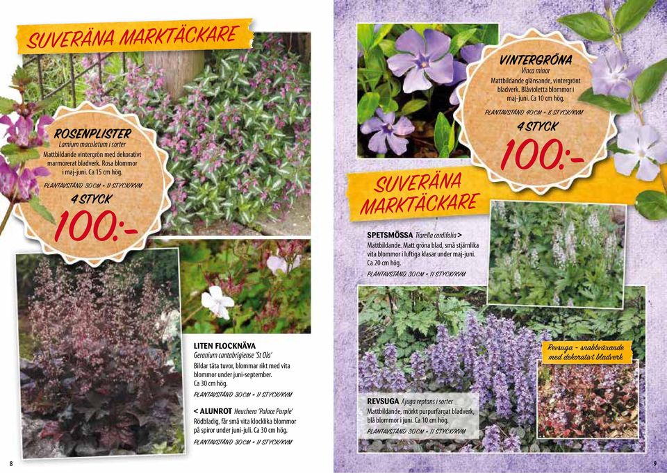 PLANTAVSTÅND 30CM = 11 STYCK/KVM VINTERGRÖNA Vinca minor Mattbildande glänsande, vintergrönt bladverk. Blåvioletta blommor i maj-juni. Ca 10 cm hög.