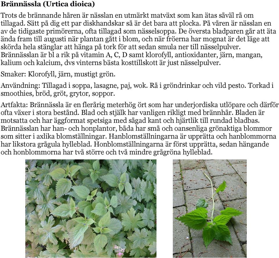 De översta bladparen går att äta ända fram till augusti när plantan gått i blom, och när fröerna har mognat är det läge att skörda hela stänglar att hänga på tork för att sedan smula ner till