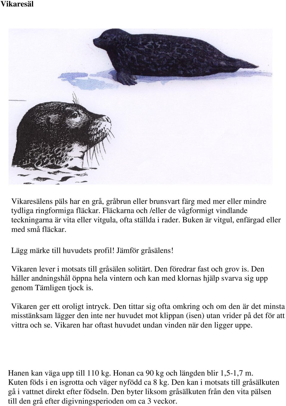 Jämför gråsälens! Vikaren lever i motsats till gråsälen solitärt. Den föredrar fast och grov is.