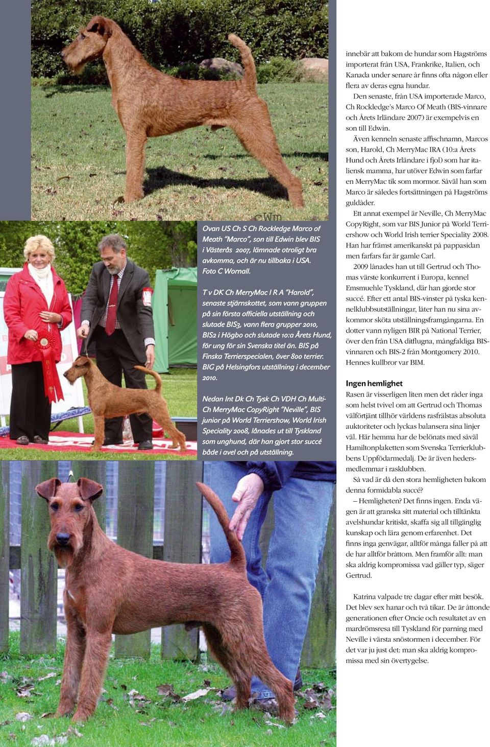 ung för sin Svenska titel än. BIS på Finska Terrierspecialen, över 800 terrier. BIG på Helsingfors utställning i december 2010.