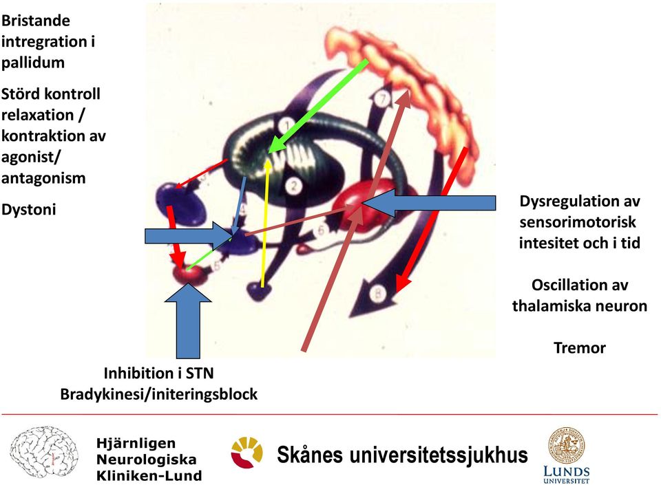 av sensorimotorisk intesitet och i tid Oscillation av