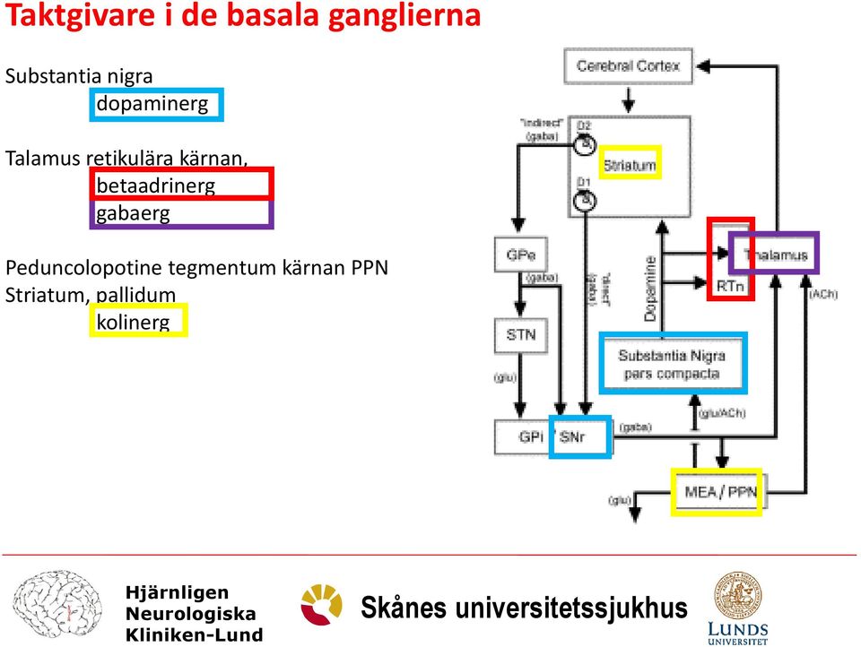 retikulära kärnan, betaadrinerg gabaerg