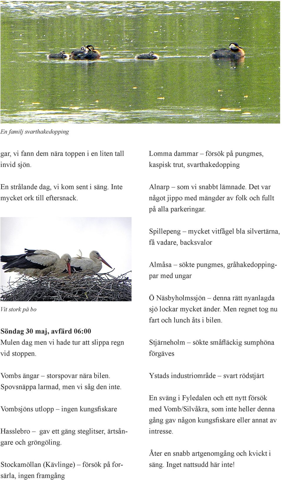 Spillepeng mycket vitfågel bla silvertärna, få vadare, backsvalor Almåsa sökte pungmes, gråhakedoppingpar med ungar Vit stork på bo Söndag 30 maj, avfärd 06:00 Mulen dag men vi hade tur att slippa