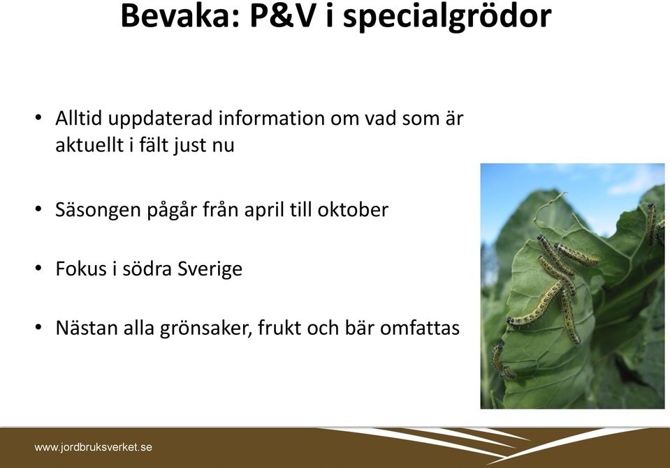 just nu Säsongen pågår från april till oktober Fokus