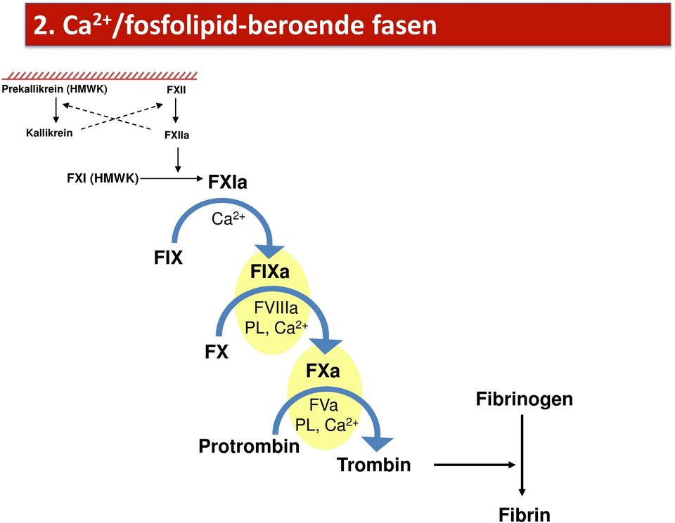 FXI (HMWK) FXIa Ca 2+ FIX FIXa FX FVIIIa PL,