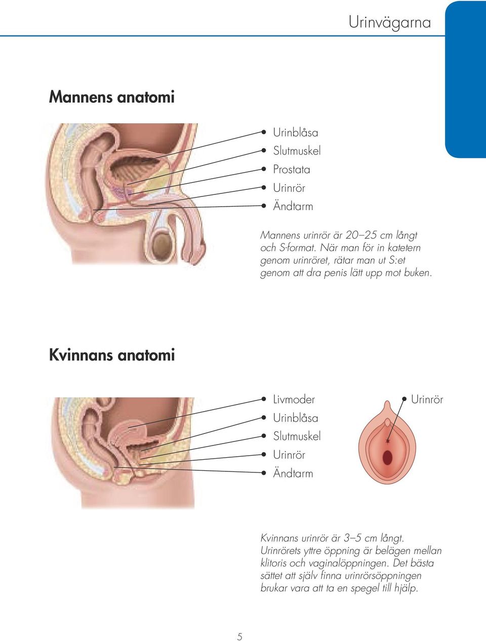 Kvinnans anatomi Livmoder Urinblåsa Slutmuskel Urinrör Ändtarm Urinrör Kvinnans urinrör är 3 5 cm långt.