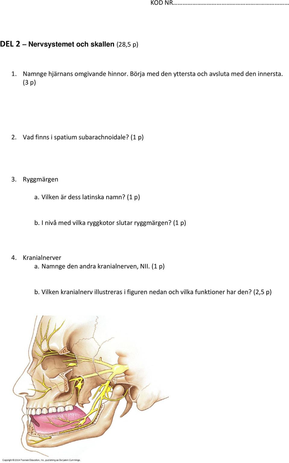 Ryggmärgen a. Vilken är dess latinska namn? (1 p) b. I nivå med vilka ryggkotor slutar ryggmärgen? (1 p) 4.