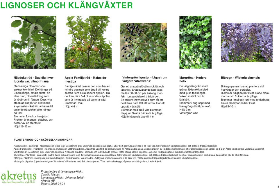 De hänger på 0,5dm långa, smala skaft i en liten rund, blomställning som är rödbrun till färgen.