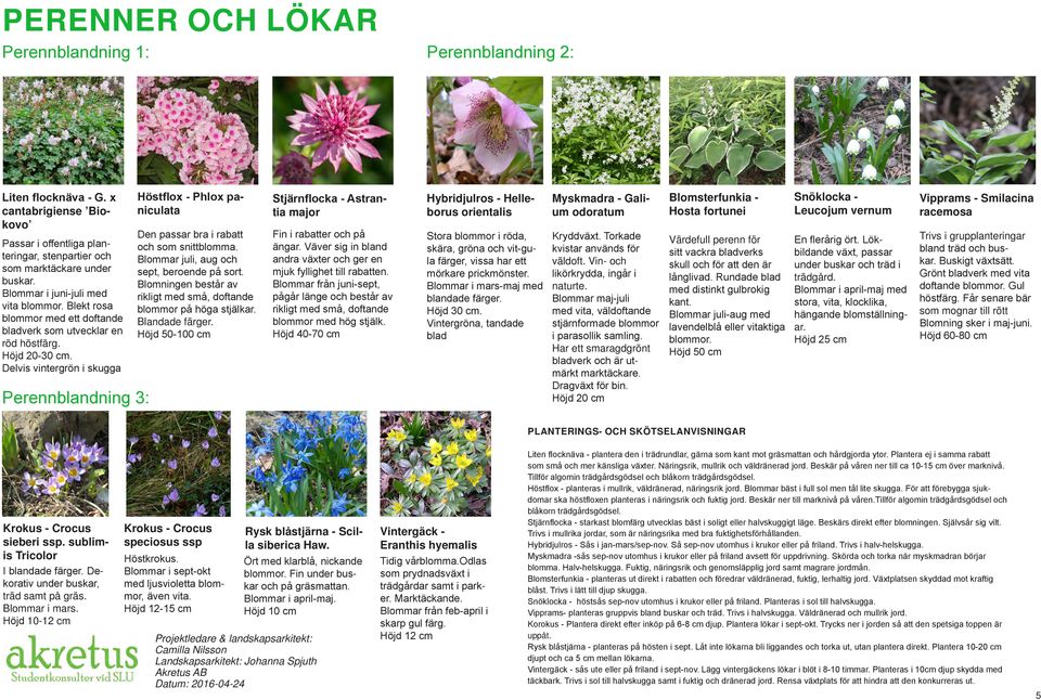 Delvis vintergrön i skugga Perennblandning 3: Höstflox - Phlox paniculata Den passar bra i rabatt och som snittblomma. Blommar juli, aug och sept, beroende på sort.