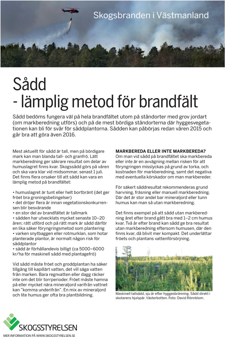 Lätt markberedning ger säkrare resultat om delar av humuslagret finns kvar. Skogssådd görs på våren och ska vara klar vid midsommar, senast 1 juli.