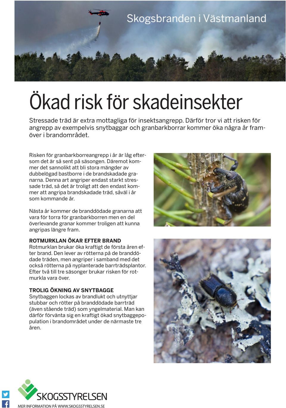 Risken för granbarkborreangrepp i år är låg eftersom det är så sent på säsongen. Däremot kommer det sannolikt att bli stora mängder av dubbelögad bastborre i de brandskadade granarna.