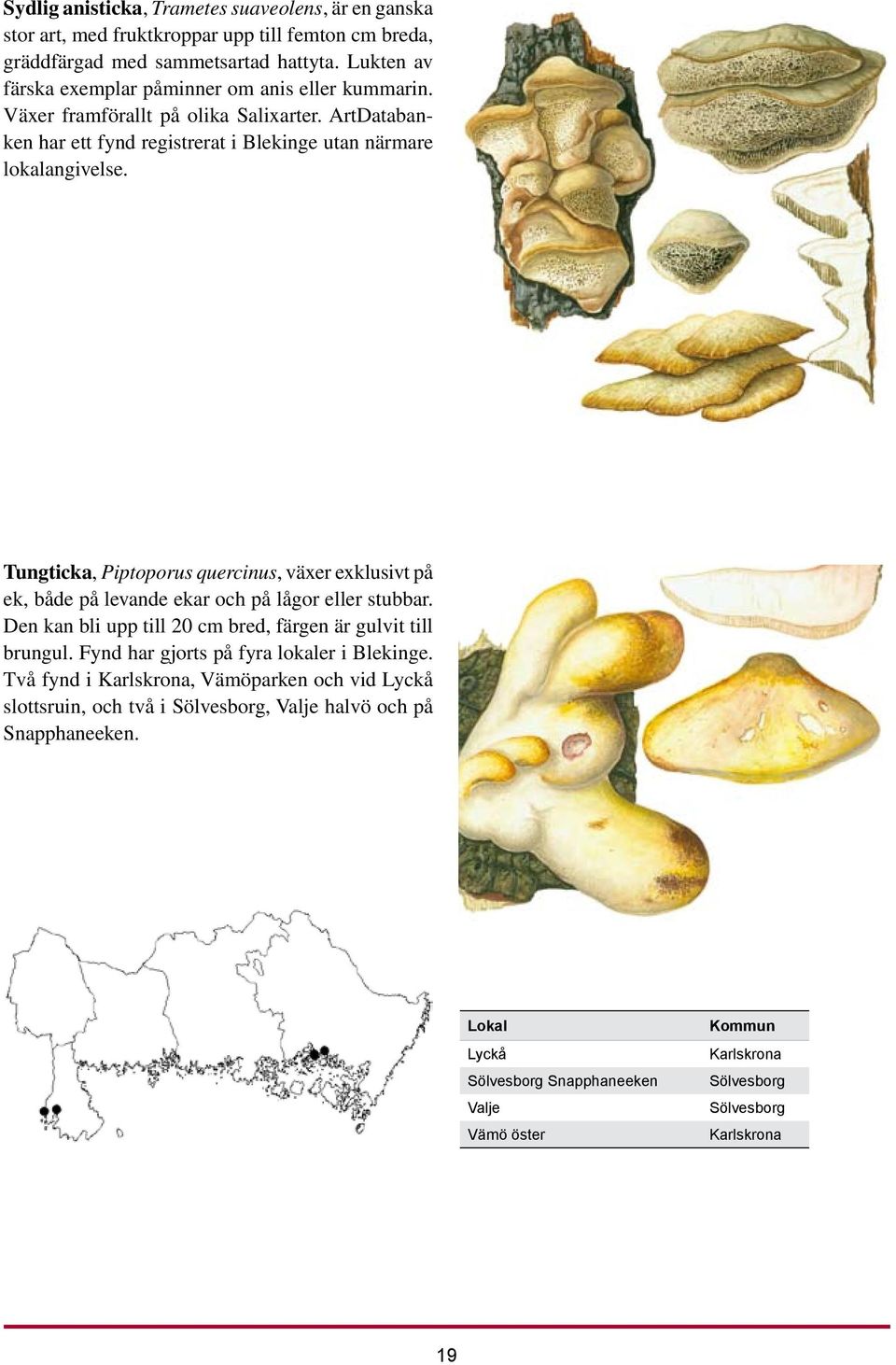 Tungticka, Piptoporus quercinus, växer exklusivt på ek, både på levande ekar och på lågor eller stubbar. Den kan bli upp till 20 cm bred, färgen är gulvit till brungul.