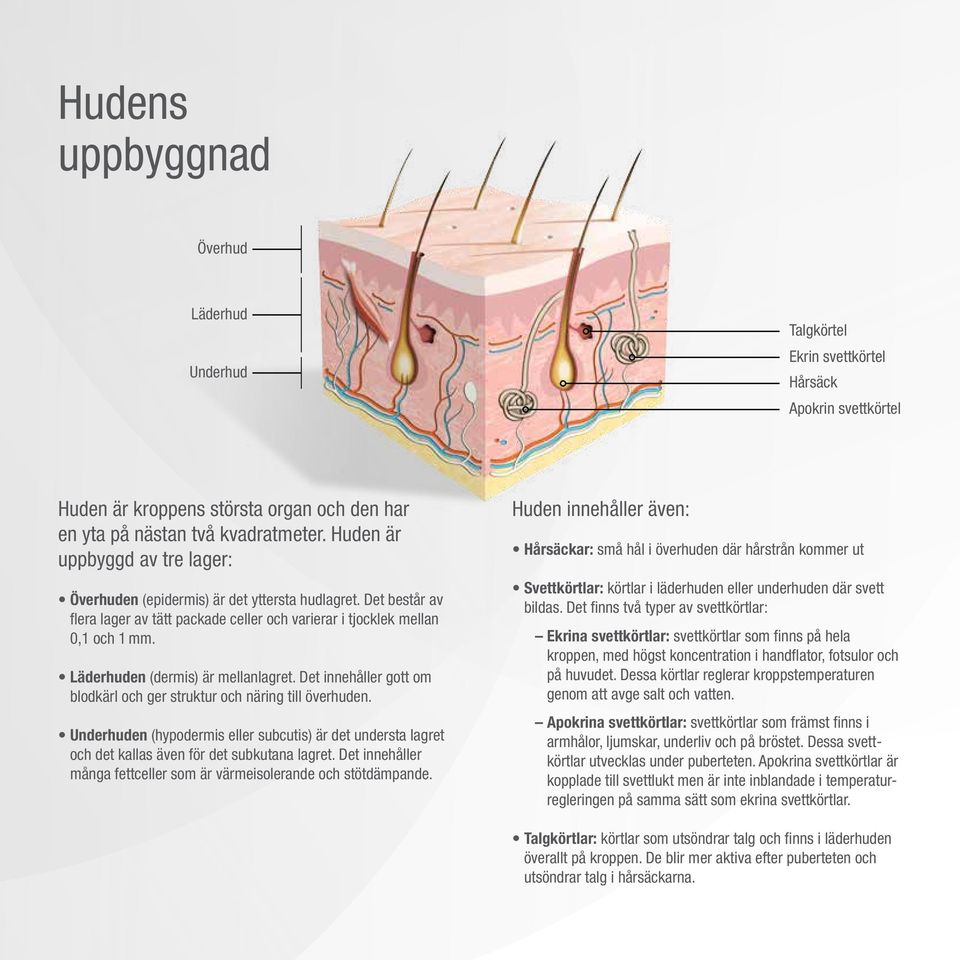 Läderhuden (dermis) är mellanlagret. Det innehåller gott om blodkärl och ger struktur och näring till överhuden.