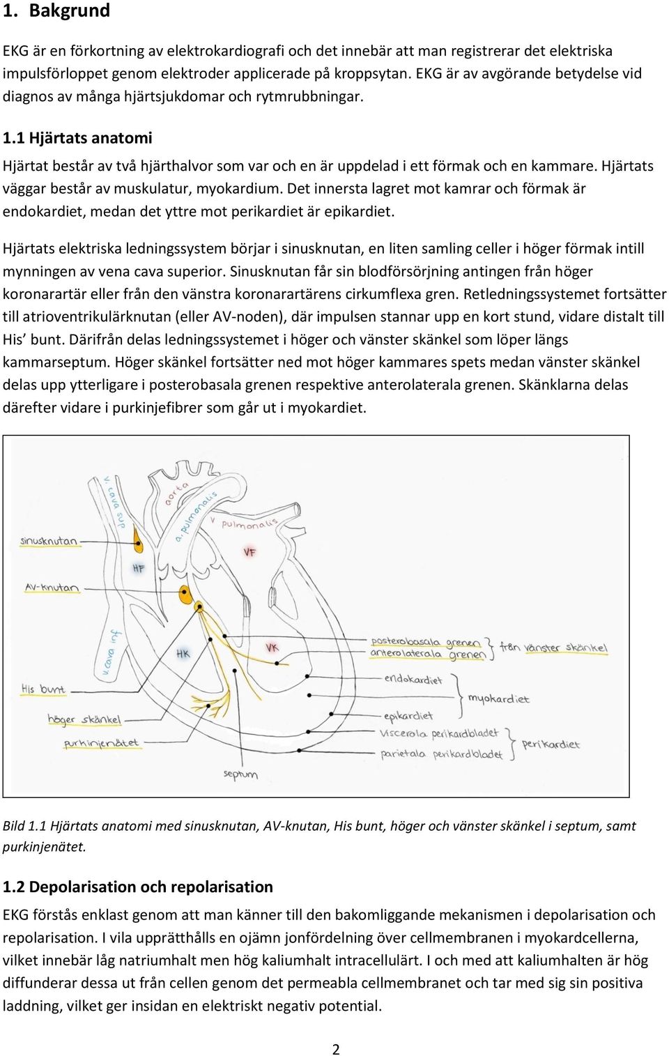 Hjärtats väggar består av muskulatur, myokardium. Det innersta lagret mot kamrar och förmak är endokardiet, medan det yttre mot perikardiet är epikardiet.