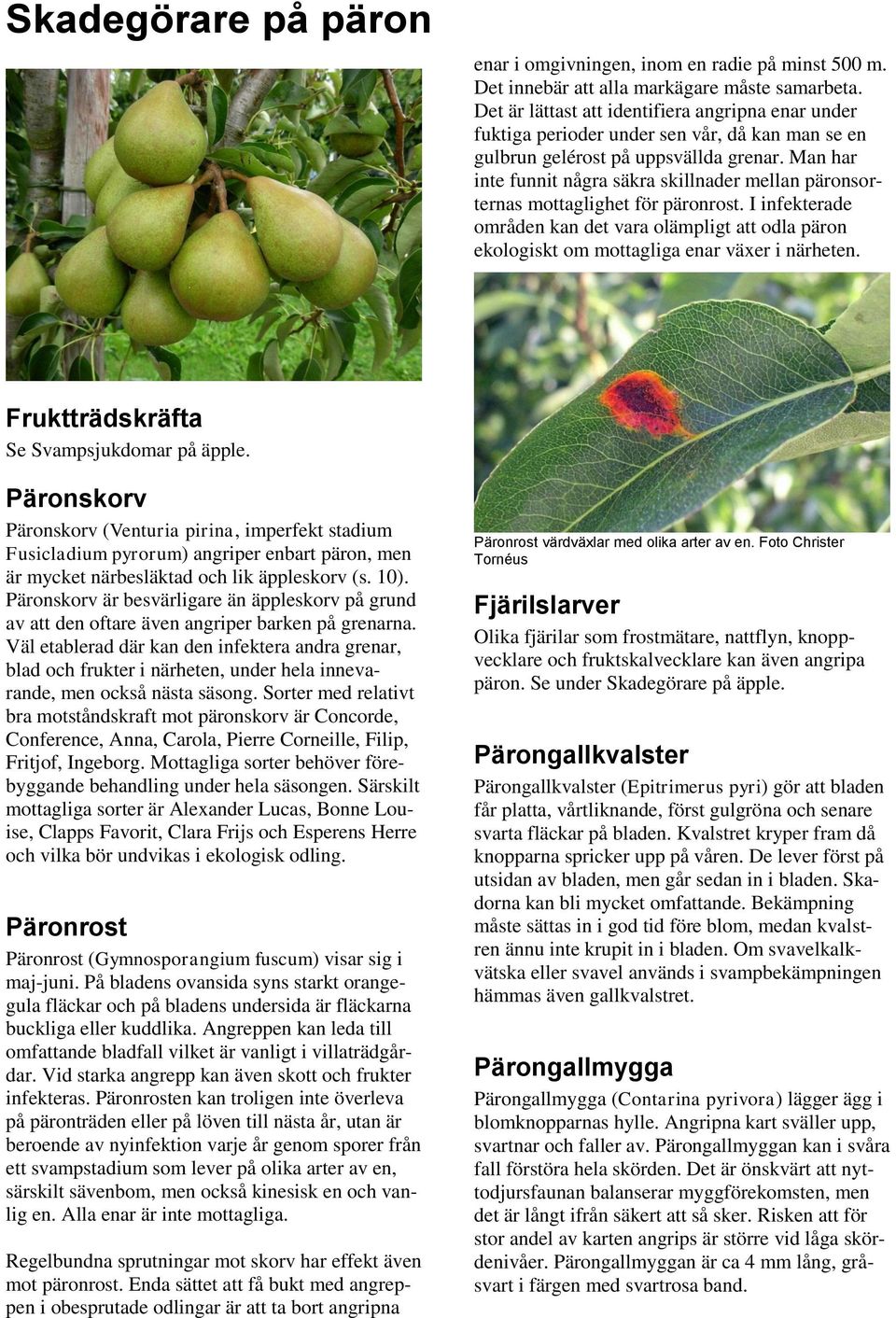 Man har inte funnit några säkra skillnader mellan päronsorternas mottaglighet för päronrost. I infekterade områden kan det vara olämpligt att odla päron ekologiskt om mottagliga enar växer i närheten.