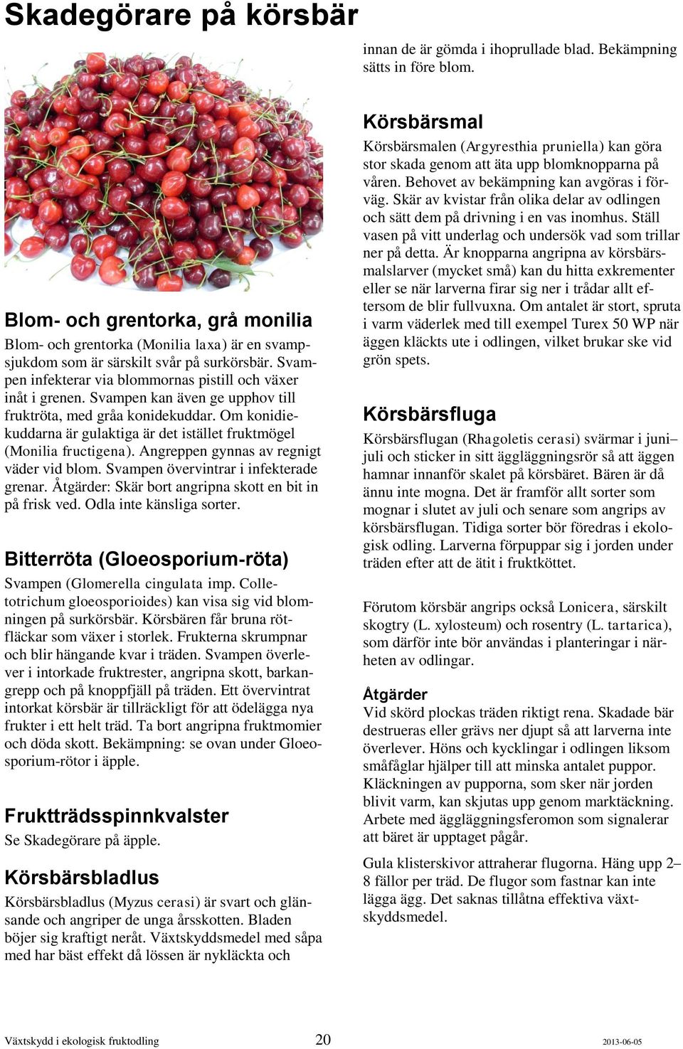 Svampen kan även ge upphov till fruktröta, med gråa konidekuddar. Om konidiekuddarna är gulaktiga är det istället fruktmögel (Monilia fructigena). Angreppen gynnas av regnigt väder vid blom.