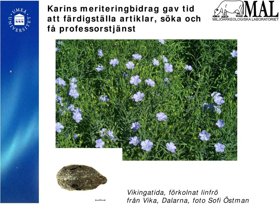 professorstjänst Vikingatida,