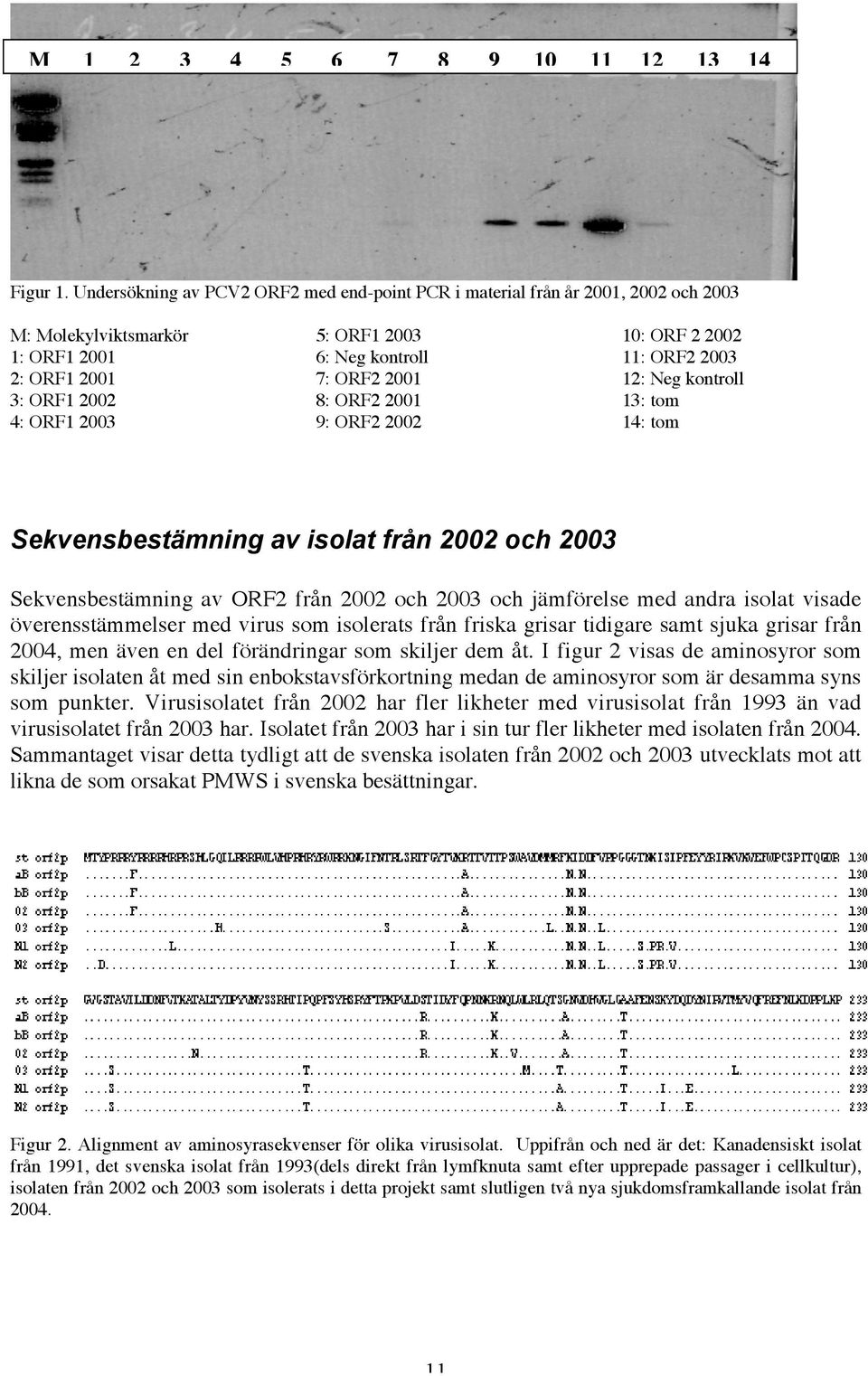8: ORF2 2001 9: ORF2 2002 10: ORF 2 2002 11: ORF2 2003 12: Neg kontroll 13: tom 14: tom Sekvensbestämning av isolat från 2002 och 2003 Sekvensbestämning av ORF2 från 2002 och 2003 och jämförelse med