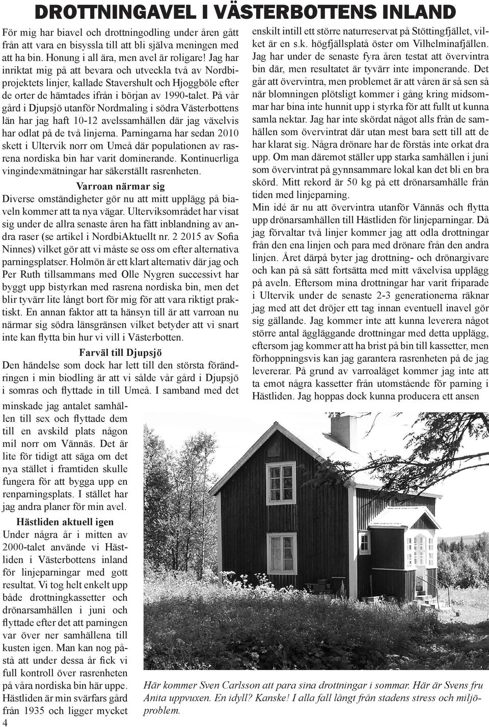 Jag har inriktat mig på att bevara och utveckla två av Nordbiprojektets linjer, kallade Stavershult och Hjoggböle efter de orter de hämtades ifrån i början av 1990-talet.