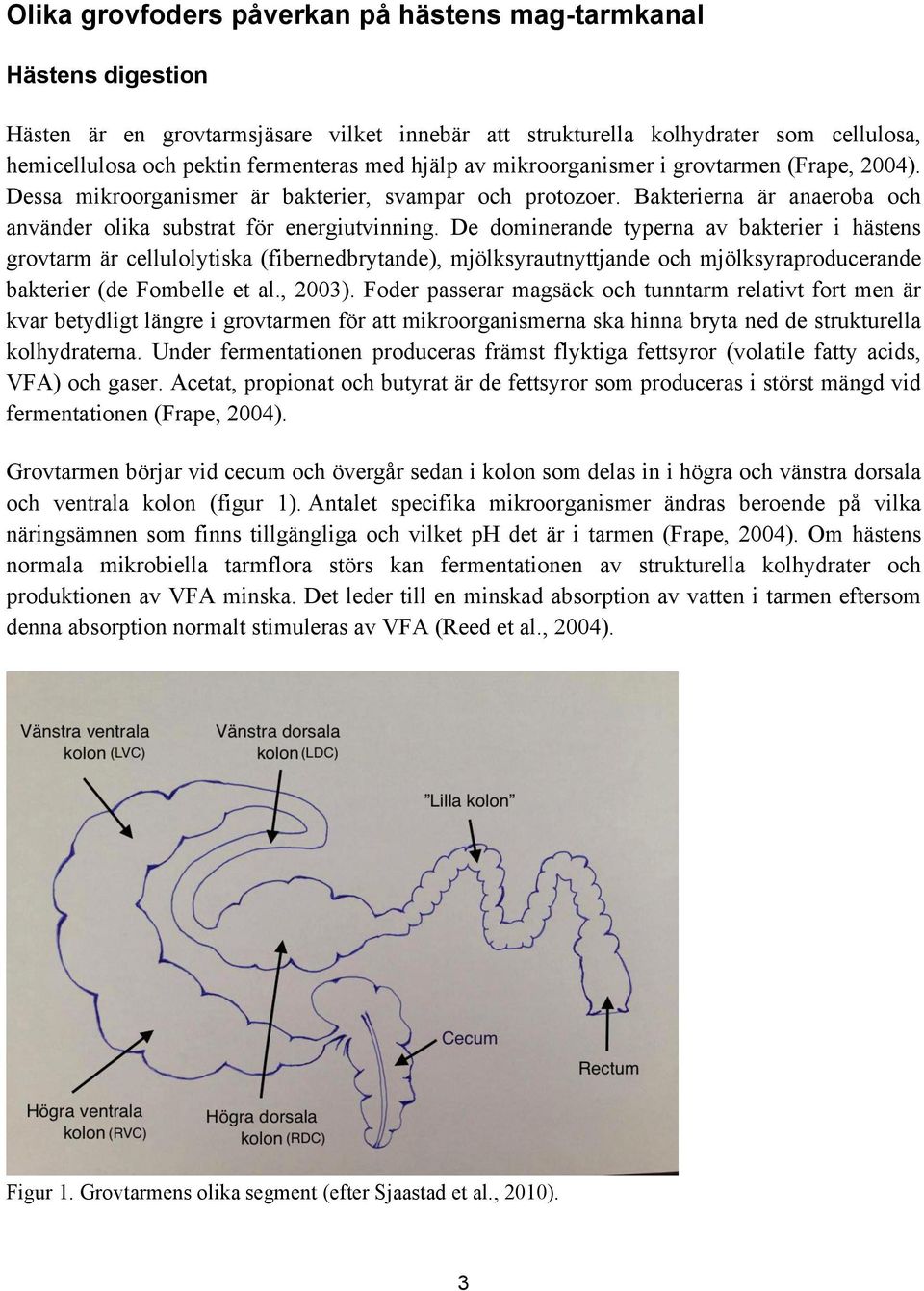 De dominerande typerna av bakterier i hästens grovtarm är cellulolytiska (fibernedbrytande), mjölksyrautnyttjande och mjölksyraproducerande bakterier (de Fombelle et al., 2003).