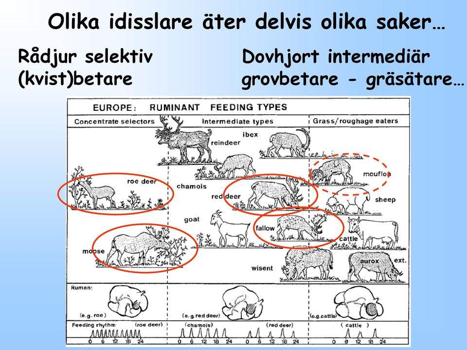 (kvist)betare Dovhjort