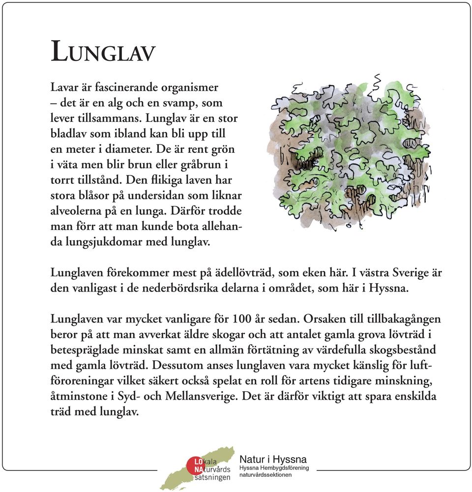 Därför trodde man förr att man kunde bota allehanda lungsjukdomar med lunglav. Lunglaven förekommer mest på ädellövträd, som eken här.