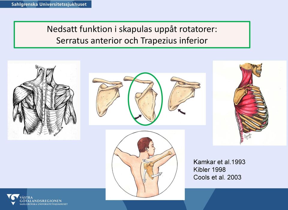 Trapezius inferior Kamkar et al.