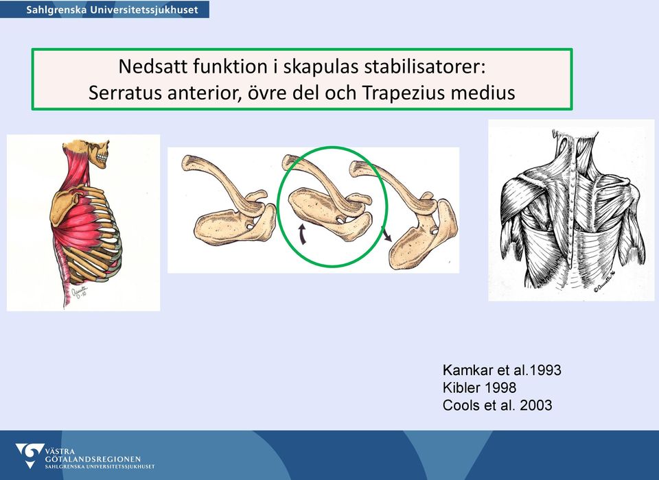 övre del och Trapezius medius