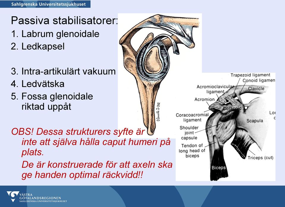 Fossa glenoidale riktad uppåt OBS!