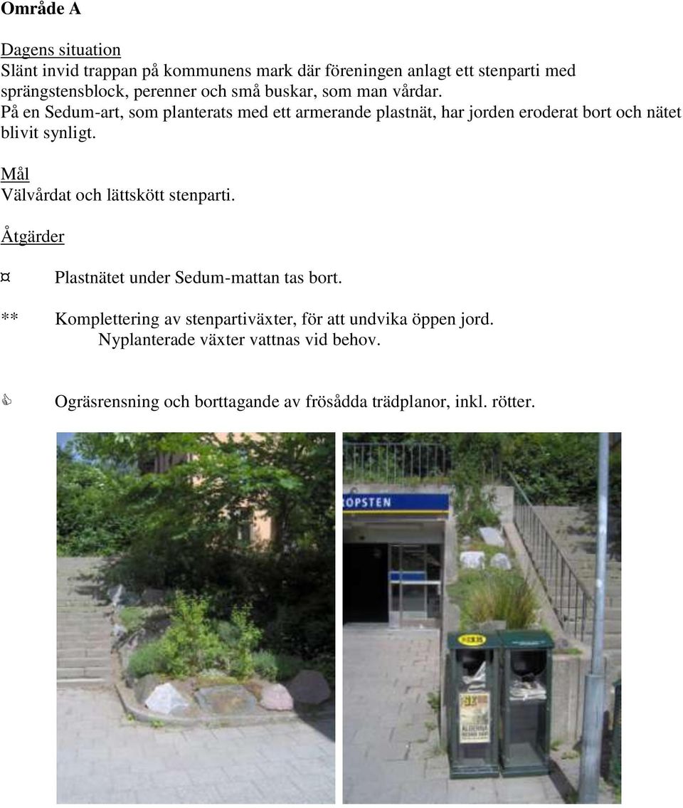 På en Sedum-art, som planterats med ett armerande plastnät, har jorden eroderat bort och nätet blivit synligt.