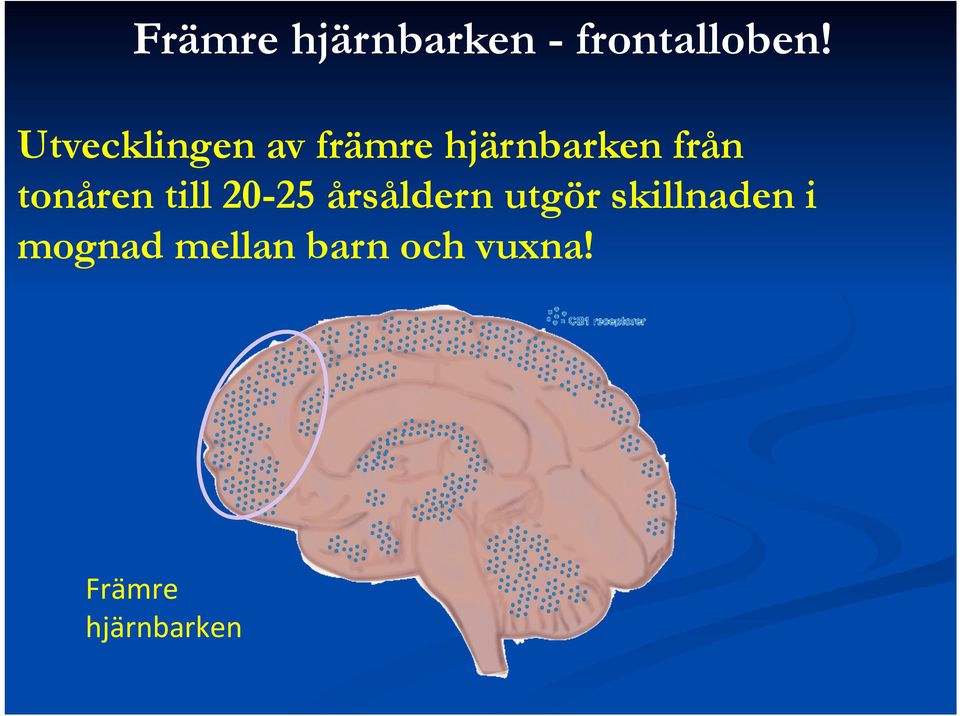 tonåren till 20-25 årsåldern utgör