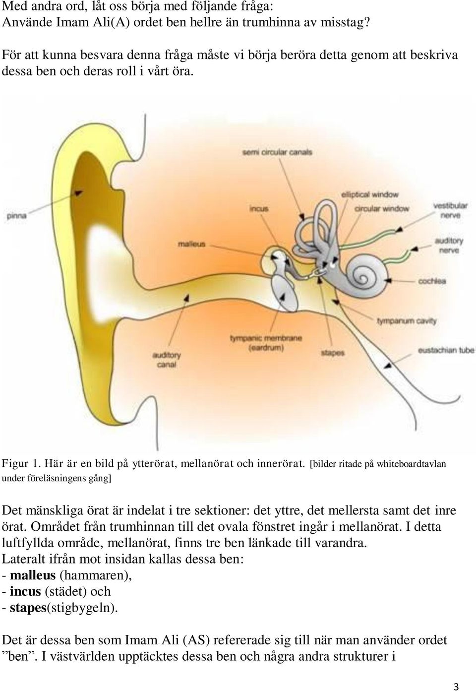 [bilder ritade på whiteboardtavlan under föreläsningens gång] Det mänskliga örat är indelat i tre sektioner: det yttre, det mellersta samt det inre örat.
