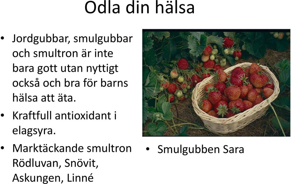 äta. Kraftfull antioxidant i elagsyra.