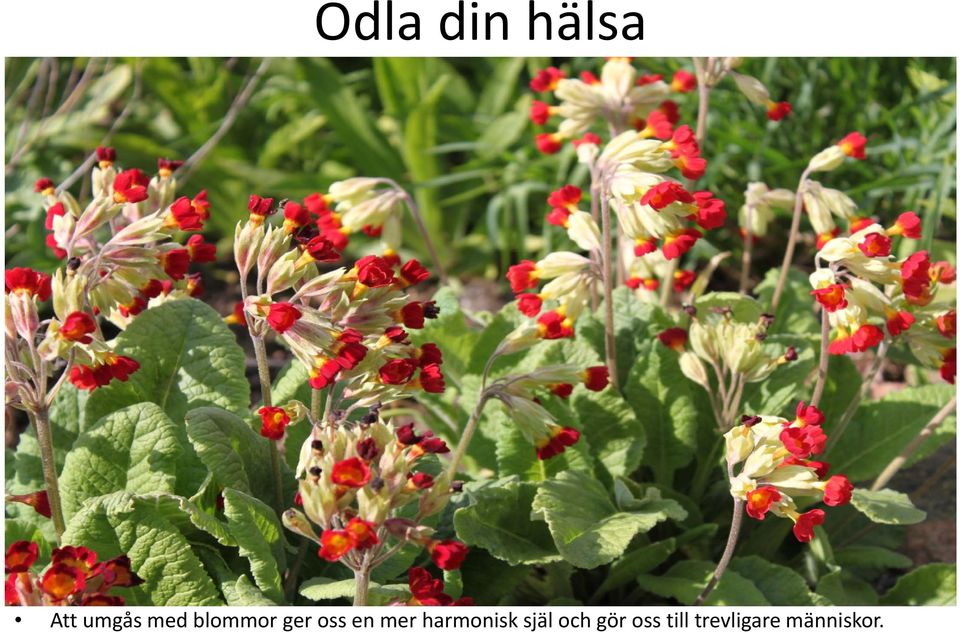 harmonisk själ och gör