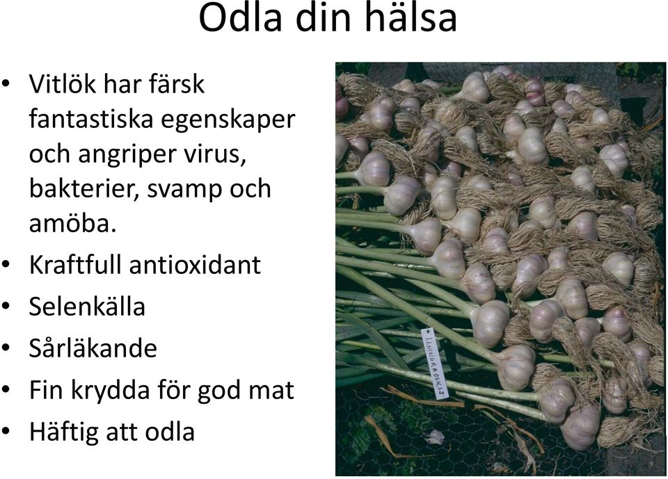 Kraftfull antioxidant Selenkälla ll Sårläkande