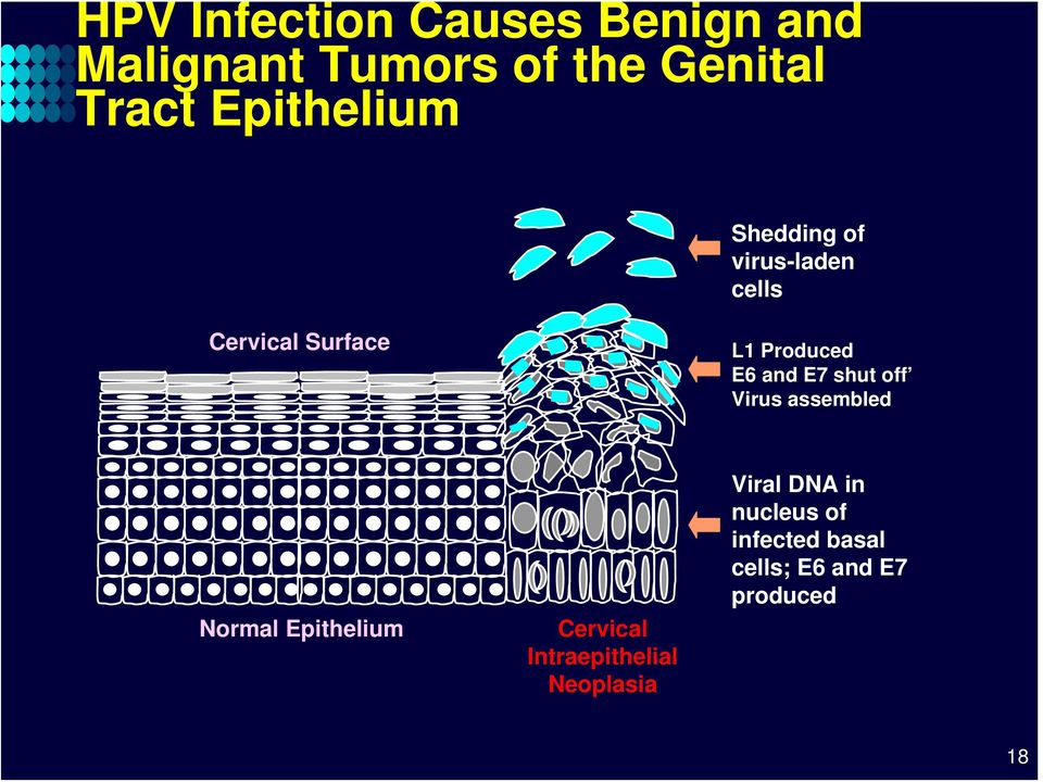 and E7 shut off Virus assembled Normal Epithelium Cervical