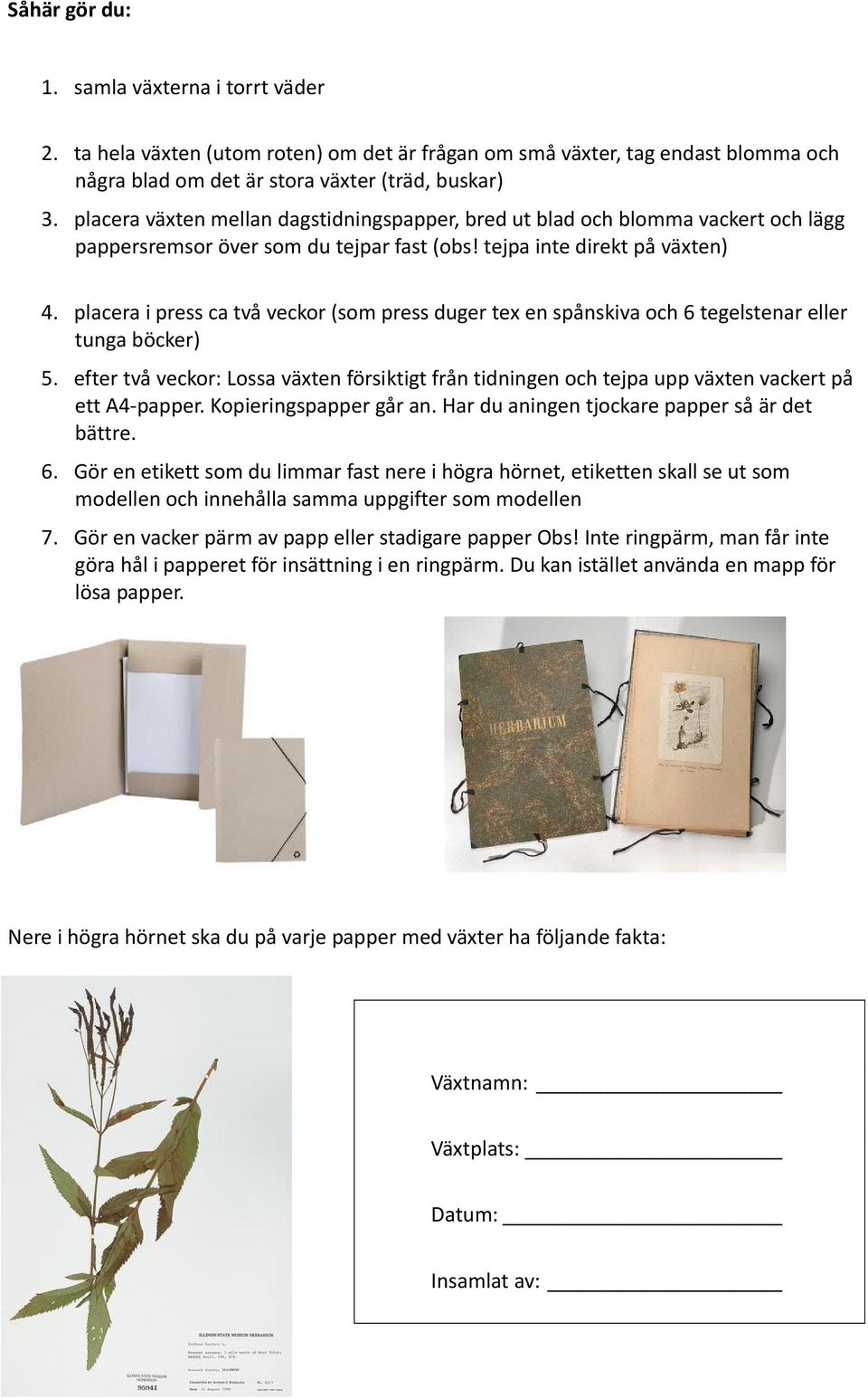 placera i press ca två veckor (som press duger tex en spånskiva och 6 tegelstenar eller tunga böcker) 5.
