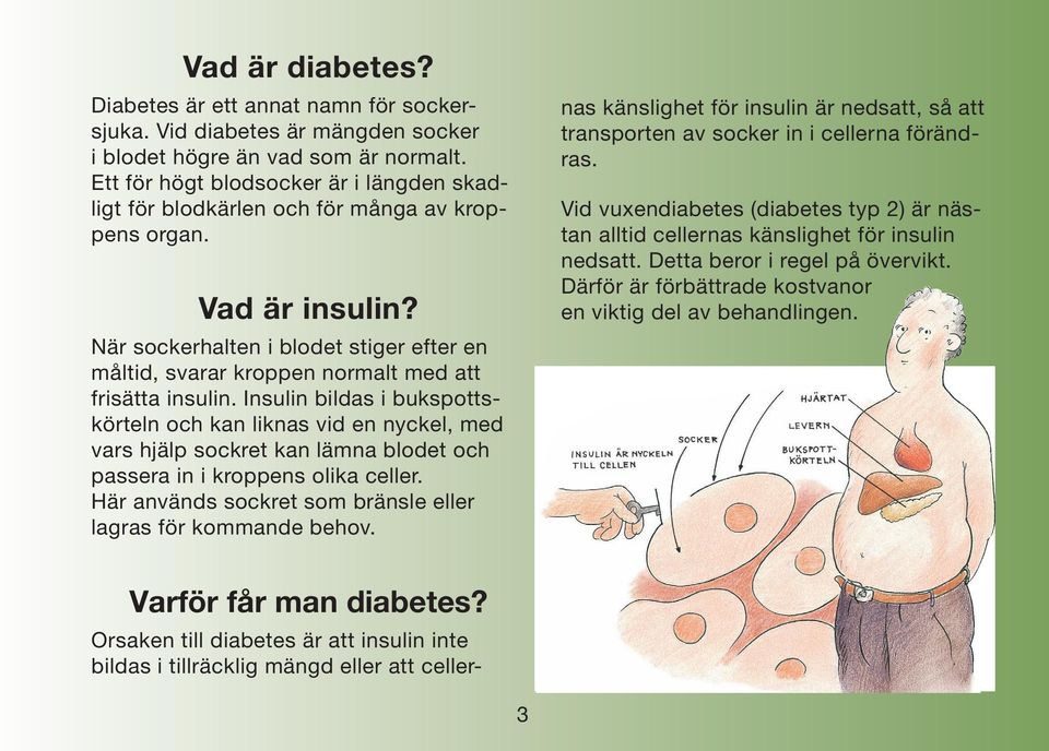 När sockerhalten i blodet stiger efter en måltid, svarar kroppen normalt med att frisätta insulin.