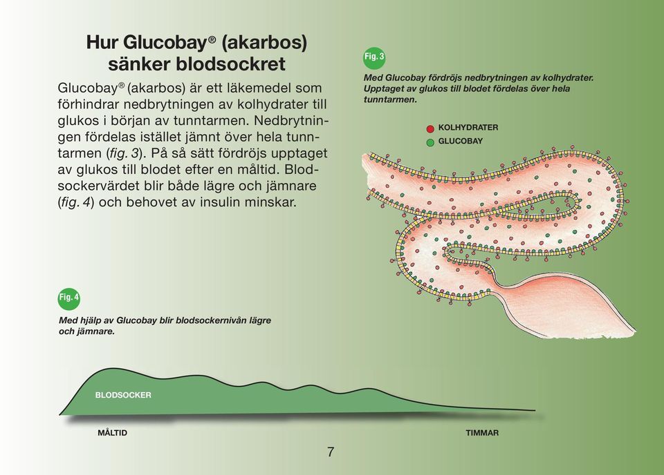 Blodsockervärdet blir både lägre och jämnare (fig. 4) och behovet av insulin minskar. Fig. 3 Med Glucobay fördröjs nedbrytningen av kolhydrater.