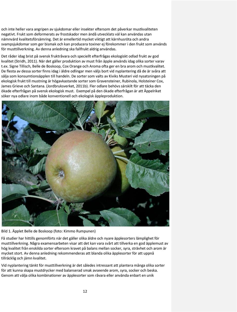 Det är emellertid mycket viktigt att kärnhusröta och andra svampsjukdomar som ger bismak och kan producera toxiner ej förekommer i den frukt som används för musttillverkning.